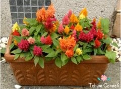 Karışık Renkli Horoz İbiği Çiçeği Tohumu (50 Tohum)