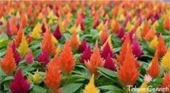 Karışık Renkli Horoz İbiği Çiçeği Tohumu (50 Tohum)