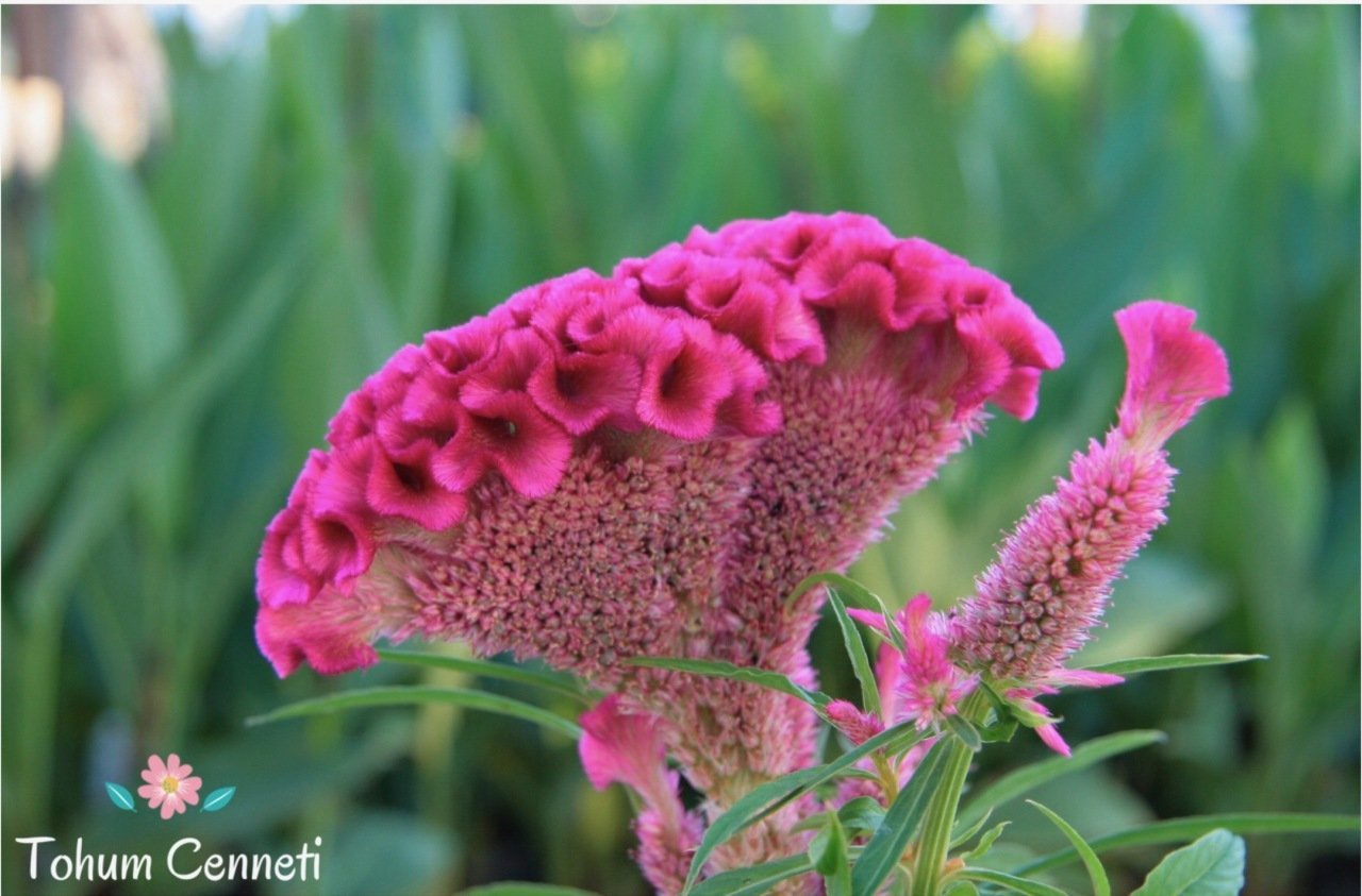 Horoz İbiği (Balta) Çiçeği Tohumu (50 Tohum)