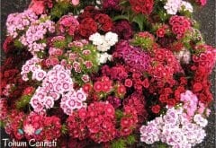 Hüsnüyusuf Çiçeği Tohumu (50 Tohum)