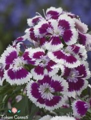 Hüsnüyusuf Çiçeği Tohumu (50 Tohum)