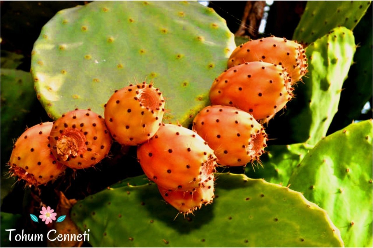 Doğal Frenk İnciri Tohumu (5 Tohum)