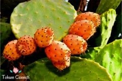 Doğal Frenk İnciri Tohumu (5 Tohum)