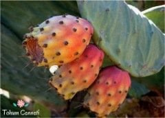 Doğal Frenk İnciri Tohumu (5 Tohum)