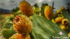 Doğal Frenk İnciri Tohumu (5 Tohum)