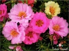 Karışık Renkli İpek Çiçeği Tohumu (200 Tohum)