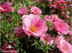 Karışık Renkli İpek Çiçeği Tohumu (200 Tohum)