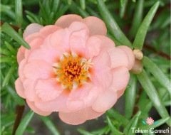 Karışık Renkli İpek Çiçeği Tohumu (200 Tohum)