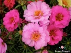 Karışık Renkli İpek Çiçeği Tohumu (200 Tohum)