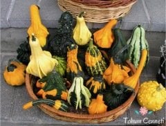 Karışık Süs Kabağı Tohumu (10 Tohum)