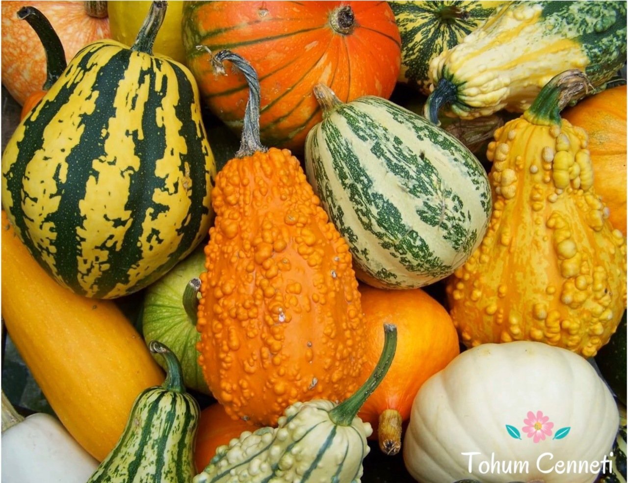 Karışık Süs Kabağı Tohumu (10 Tohum)