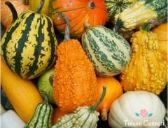 Karışık Süs Kabağı Tohumu (10 Tohum)