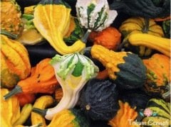 Karışık Süs Kabağı Tohumu (10 Tohum)