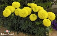 Kadife Çiçeği Tohumu (25 Tohum)