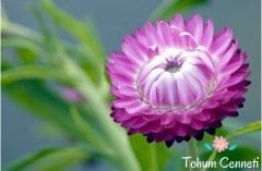 Karışık Renkli Kağıt Çiçeği Tohumu (50 Tohum)