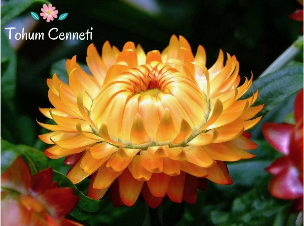 Karışık Renkli Kağıt Çiçeği Tohumu (50 Tohum)