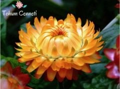 Karışık Renkli Kağıt Çiçeği Tohumu (50 Tohum)