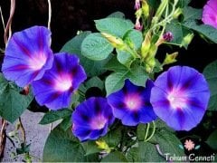 Karışık Renkli Kahkaha Çiçeği Tohumu (20 Tohum)