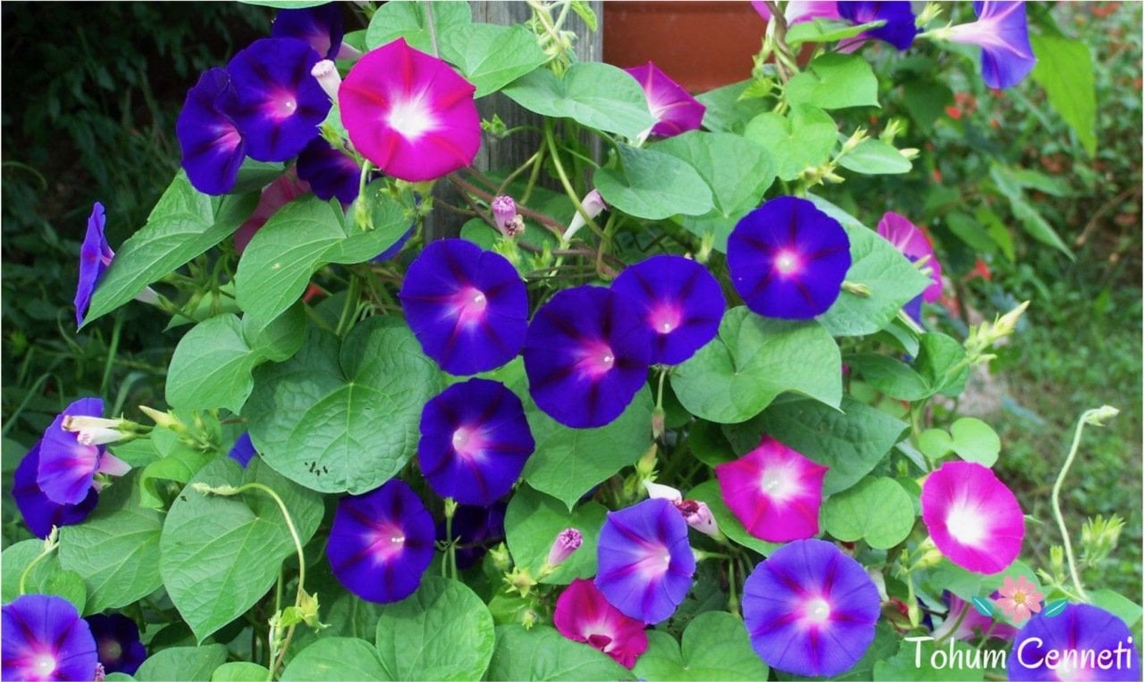 Karışık Renkli Kahkaha Çiçeği Tohumu (20 Tohum)