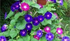 Karışık Renkli Kahkaha Çiçeği Tohumu (20 Tohum)