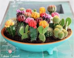 Karışık Kaktüs Tohumu (5 Tohum)