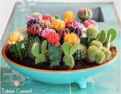Karışık Kaktüs Tohumu (5 Tohum)