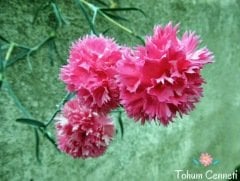 Karışık Renkli Karanfil Çiçeği Tohumu (30 Tohum)