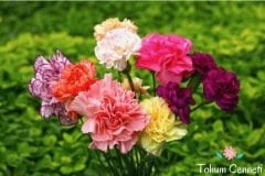 Karışık Renkli Karanfil Çiçeği Tohumu (30 Tohum)