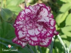 Lekeli Karanfil Çiçeği Tohumu (10 Tohum)