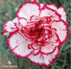 Lekeli Karanfil Çiçeği Tohumu (10 Tohum)