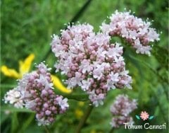 Kedi Otu Tohumu (25 Tohum)