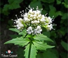 Kedi Otu Tohumu (25 Tohum)