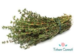 Yeşil Kekik Tohumu (100 Tohum)