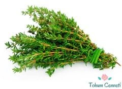 Yeşil Kekik Tohumu (100 Tohum)