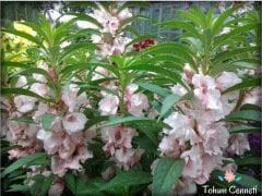 Karışık Renkli Kına Çiçeği Tohumu (20 Tohum)