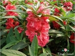 Karışık Renkli Kına Çiçeği Tohumu (20 Tohum)