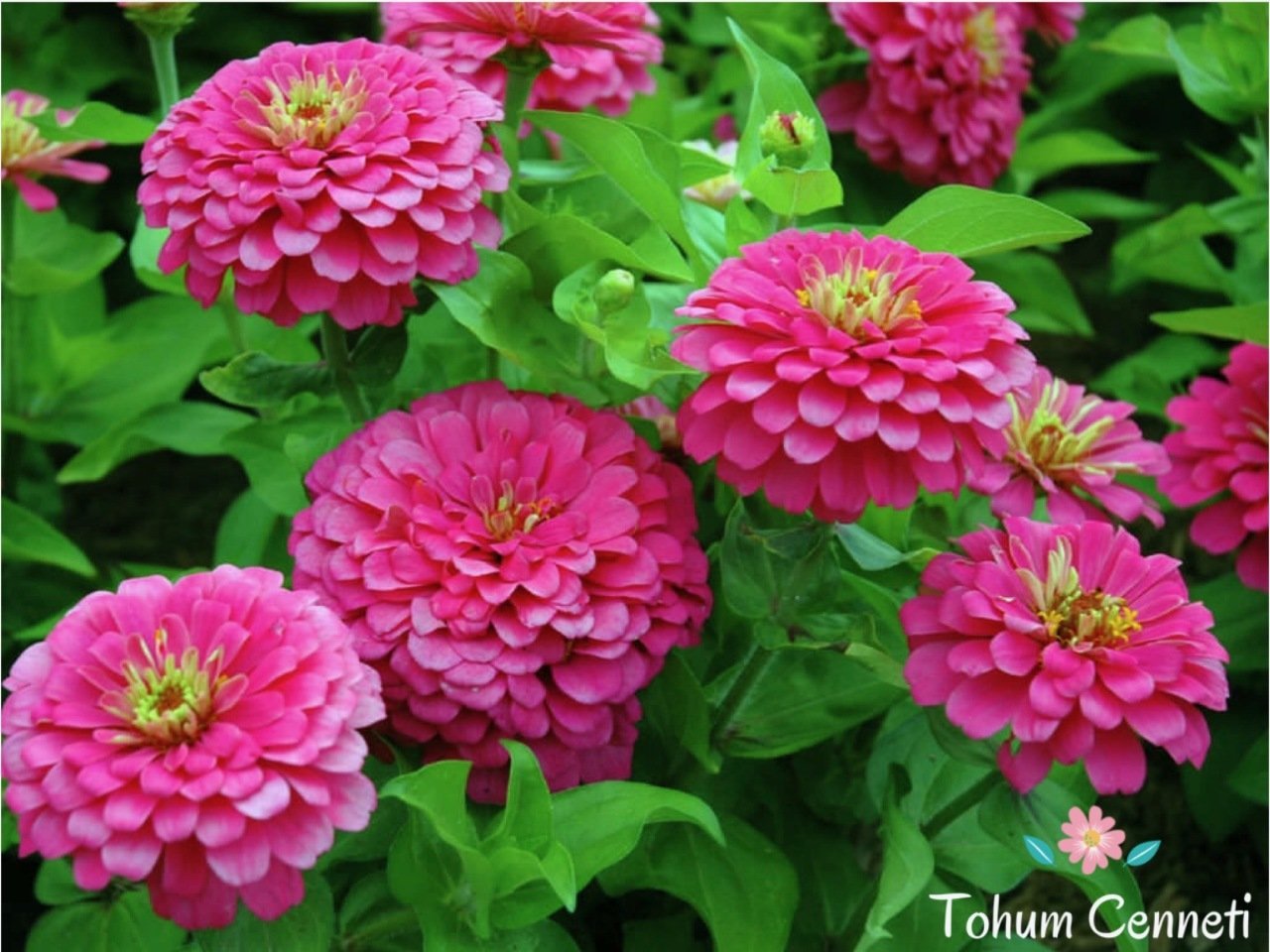 Karışık Zinya Kirli Hanım Çiçeği Tohumu (25 Tohum)