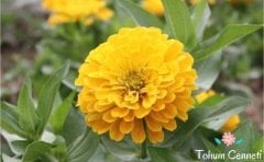 Karışık Zinya Kirli Hanım Çiçeği Tohumu (25 Tohum)