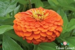 Karışık Zinya Kirli Hanım Çiçeği Tohumu (25 Tohum)