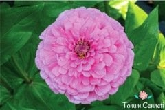 Karışık Zinya Kirli Hanım Çiçeği Tohumu (25 Tohum)