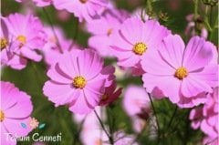 Karışık Renkli Kozmos Çiçeği Tohumu (25 Tohum)