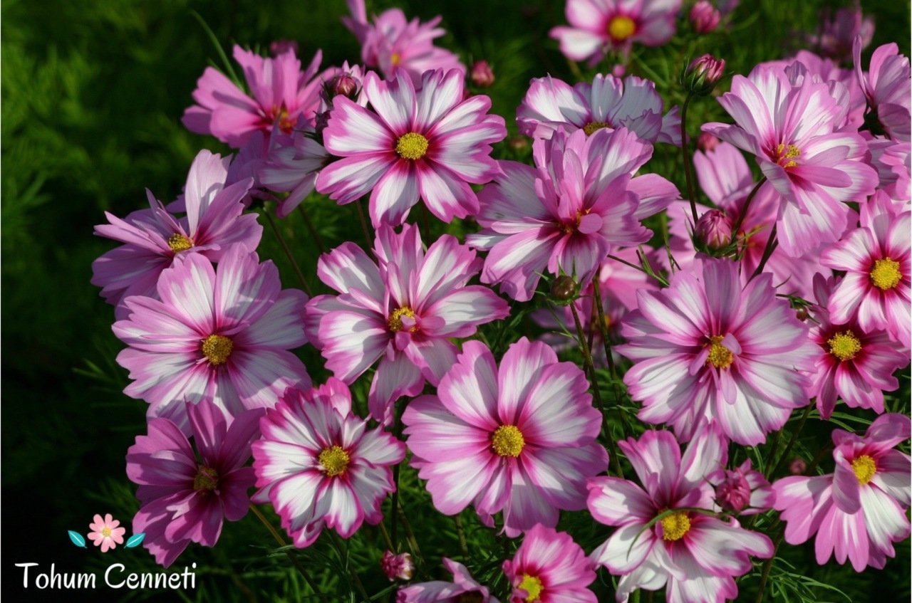 Karışık Renkli Kozmos Çiçeği Tohumu (25 Tohum)