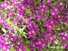 Mor Kraliyet Halısı Çiçeği Tohumu (50 Tohum)