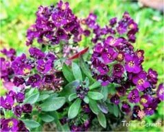 Mor Kraliyet Halısı Çiçeği Tohumu (50 Tohum)