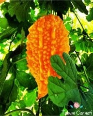 Doğal Kudret Narı Tohumu (3 Tohum)