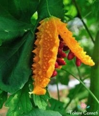 Doğal Kudret Narı Tohumu (3 Tohum)