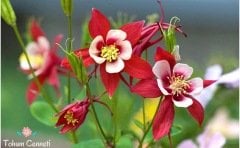 Karışık Renkli Haseki Küpesi Çiçeği Tohumu (20 Tohum)