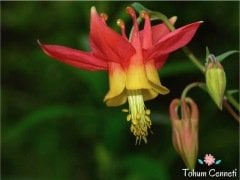 Red Splendor Haseki Küpesi Tohumu (20 Tohum)