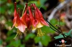 Red Splendor Haseki Küpesi Tohumu (20 Tohum)