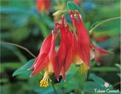 Red Splendor Haseki Küpesi Tohumu (20 Tohum)